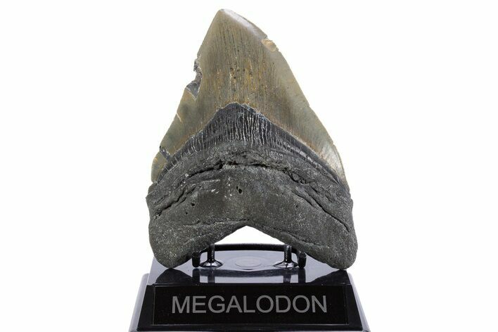 Serrated, Fossil Megalodon Tooth - North Carolina #345655
